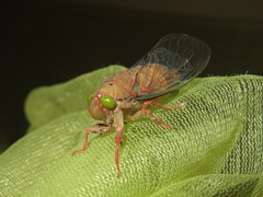 Carineta rufescens