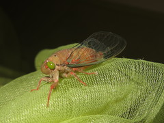 Carineta rufescens