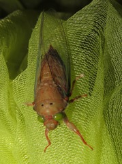Carineta rufescens