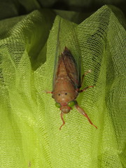 Carineta rufescens