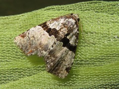 Eudyops polyleuca