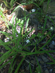Arthropodium candidum