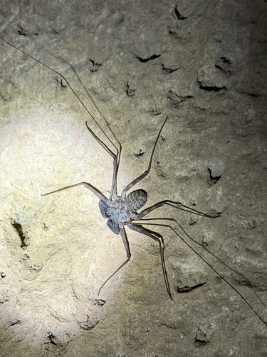 Phrynus exsul photo 3