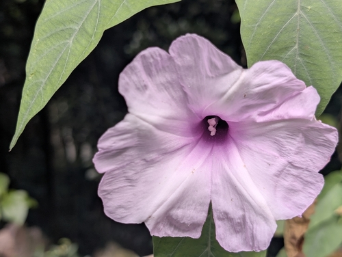 Ipomoea carnea observed 2025-12-09