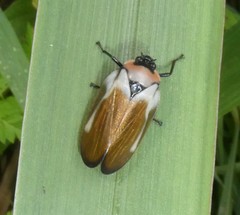 Sphenorhina quadrifera