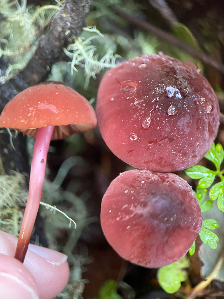 Marasmius plicatulus · December 2025 · photo: © ethologist (iNaturalist, cc-by)