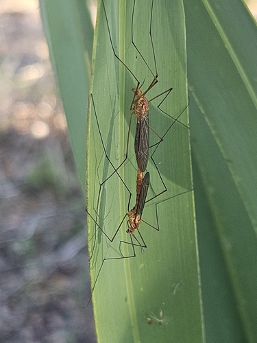 Unknown species found near Boca Raton, FL 33487, USA