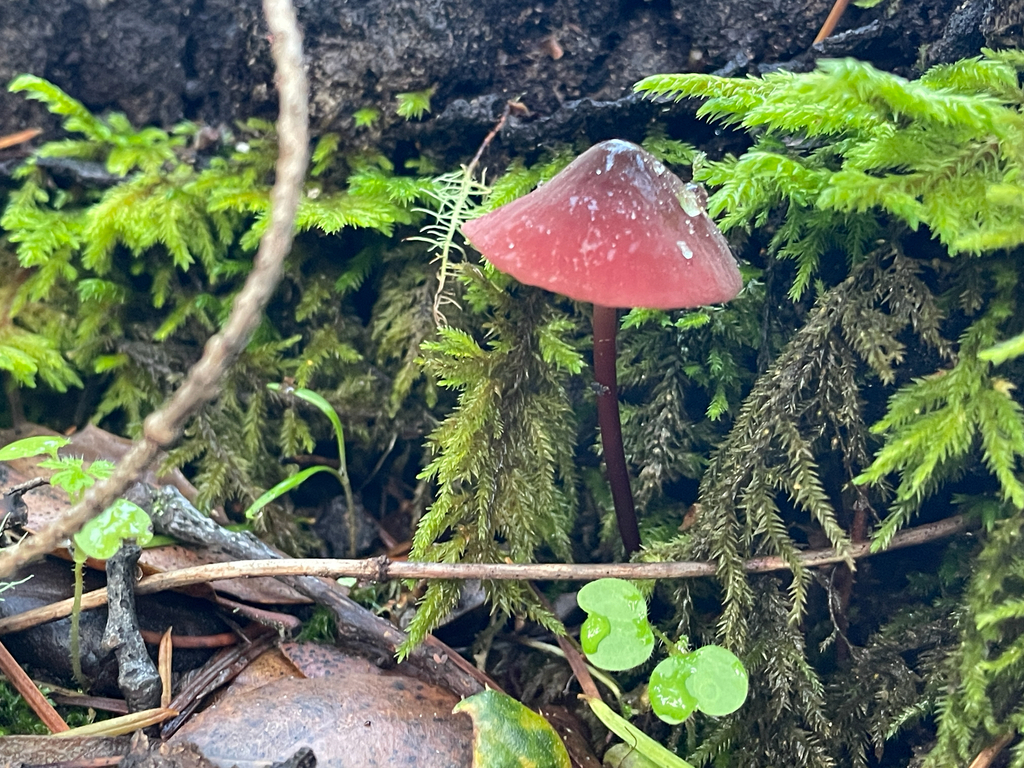 Marasmius plicatulus · December 2025 · photo: © ethologist (iNaturalist, cc-by)