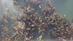 Macrocystis pyrifera