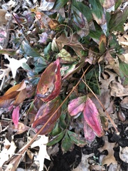 Pseudocercospora nandinae
