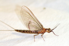 Hexagenia bilineata