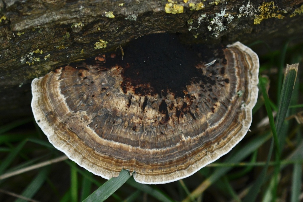 Daedaleopsis confragosa · December 2025 · photo: © cryptomarasmius (iNaturalist, cc-by)