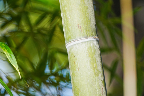 Phyllostachys edulis, photograph 6
