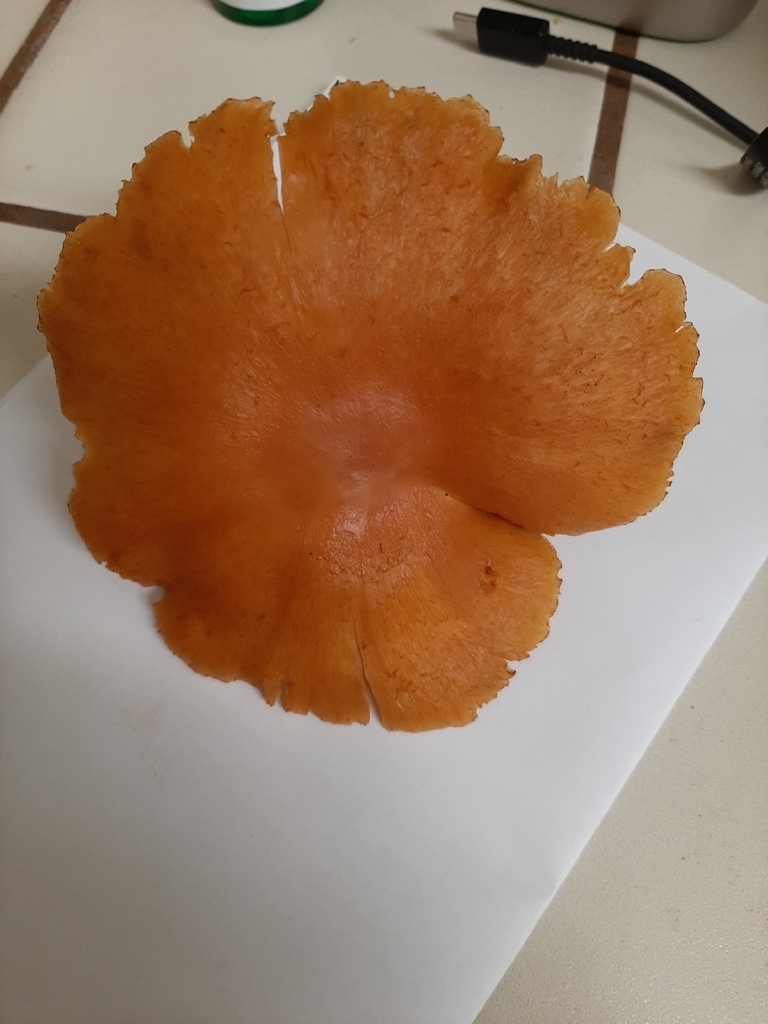 Gymnopilus aurantiophyllus · December 2025 · photo: © mattkenne1 (iNaturalist, cc0)