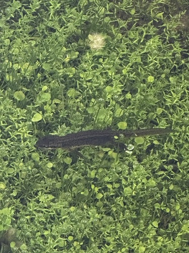Greek Newt