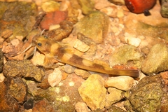 Saddled Madtom photo 2