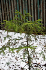 Picea abies