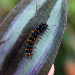 Anartia jatrophae luteipicta