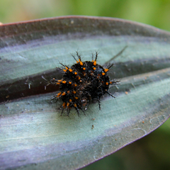 Anartia jatrophae luteipicta