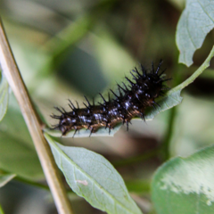 Anartia jatrophae luteipicta