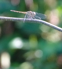 Erythrodiplax umbrata