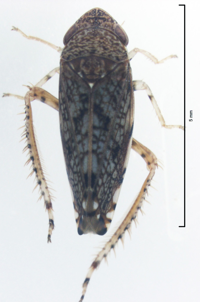 Scaphetus