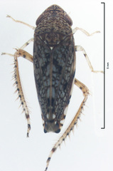 Scaphetus brunneus