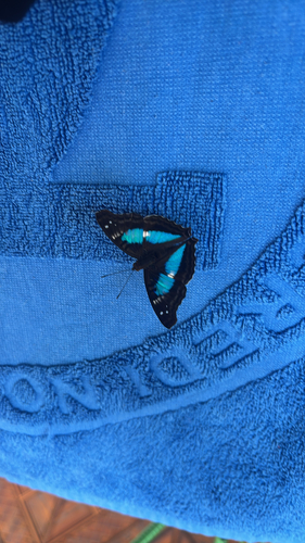 Turquoise Emperor