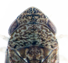 Scaphetus brunneus