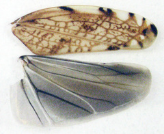 Scaphetus brunneus