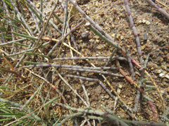 Salicornia capensis