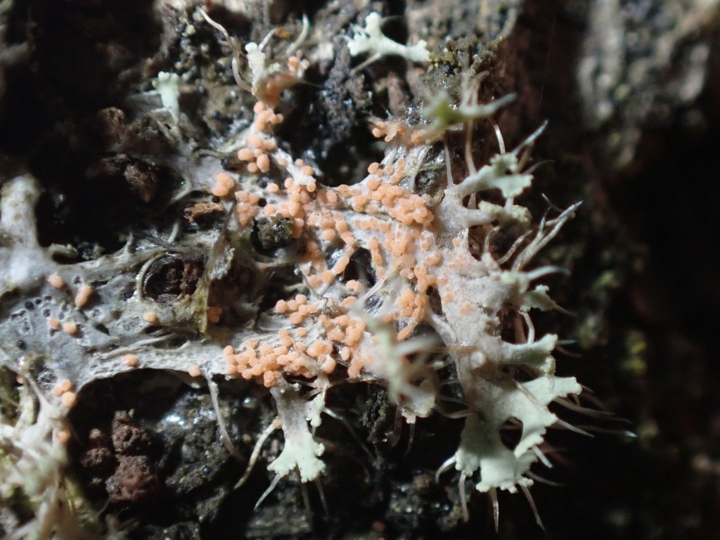 Erythricium aurantiacum · December 2025 · photo: © josscarr (iNaturalist, cc-by)
