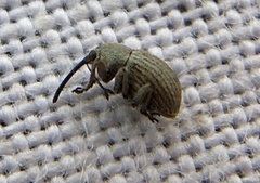 Exapion ulicis