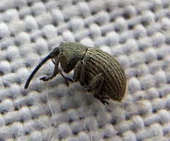 Exapion ulicis