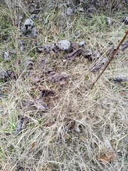 Silphium terebinthinaceum