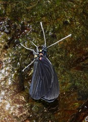 Pereute leucodrosime