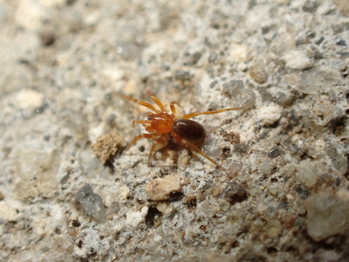 Triaeris stenaspis observed 2025-12-28