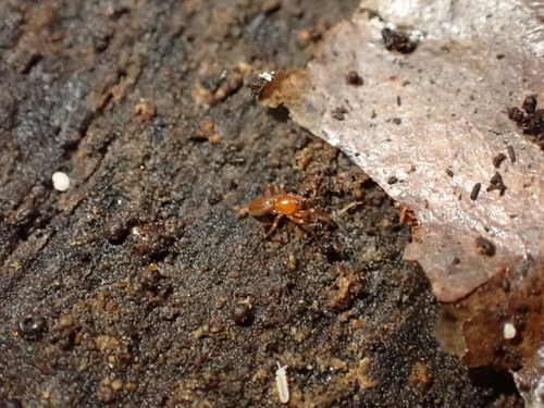 Triaeris stenaspis observed 2025-12-28
