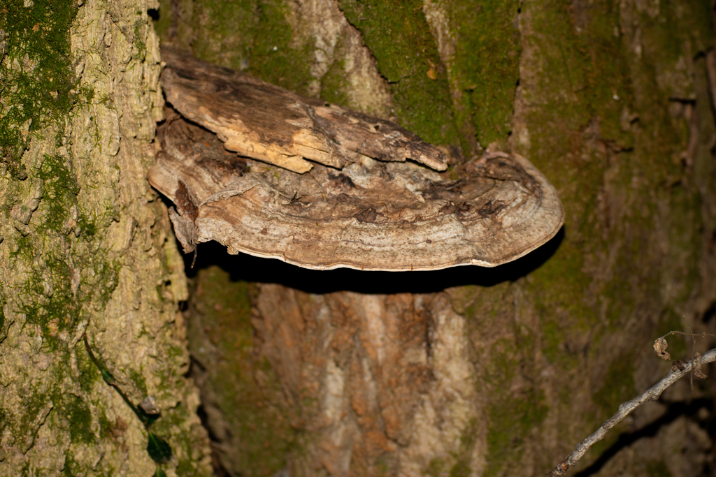 Ganoderma megaloma