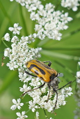 Brachyta interrogationis