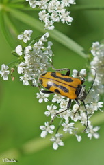 Brachyta interrogationis