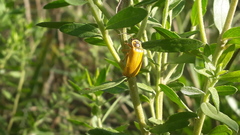 Chauliognathus flavipes