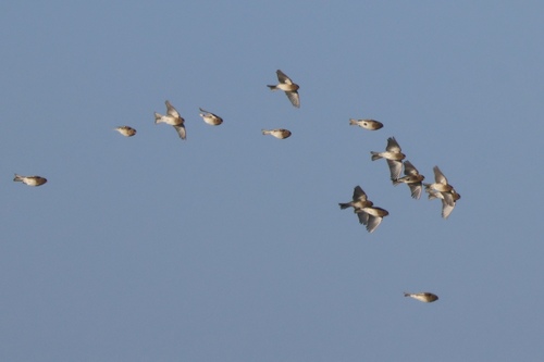Twite, De Cocksdorp, Niederlande, photo 6 of 10