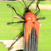 Chalepus sanguinicollis - Photo (c) Judy Gallagher, some rights reserved (CC BY), uploaded by Judy Gallagher