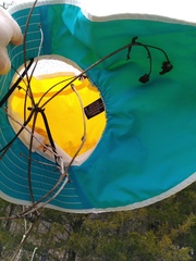 Silphium terebinthinaceum