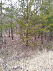 Silphium terebinthinaceum