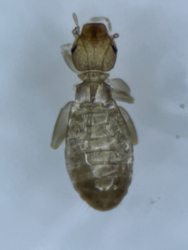 Liposcelis brunnea