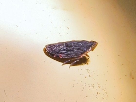 Catonia antillicola