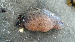 Athyonidium chilensis