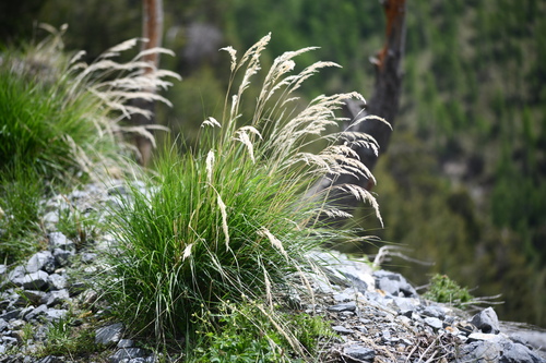Silver spikegrass (Achnatherum calamagrostis)